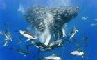 Охота дельфинов и акул на стаю скумбрии